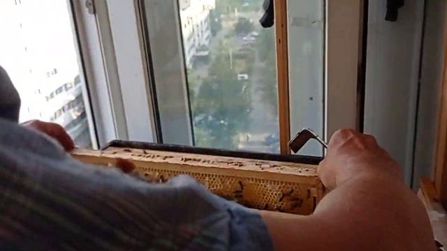 Соскучились?Липа цветет Улей пчел на балконе (bee) смотреть онлайн