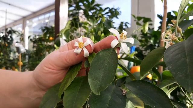 Лимон Мейера. Лимо́н Ме́йера (лат. Cítrus × méyerii) смотреть онлайн