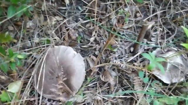 ?Buscando setas MORENETAS, NEGRITAS, FREDOLICS смотреть онлайн