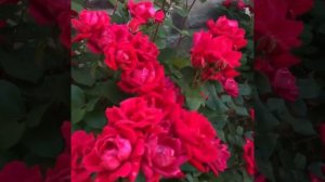 Роза-флорибунда «Double Knock Out» (Дабл Нокаут). В качестве бордюрной розы просто великолепна!