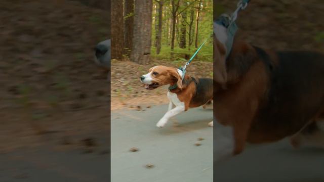 The Beagle | Profiles | THE PET PACT смотреть онлайн