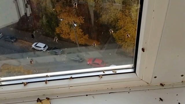Летающие донья Ульев Лысонь. смотреть онлайн