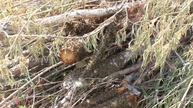 рой привился на срубленный кустарник смотреть онлайн