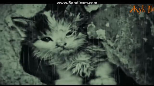 Бедный котёнок каму жалко котёнка licke смотреть онлайн