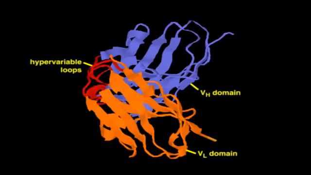 Inmunoglobulina G (Ig G) смотреть онлайн