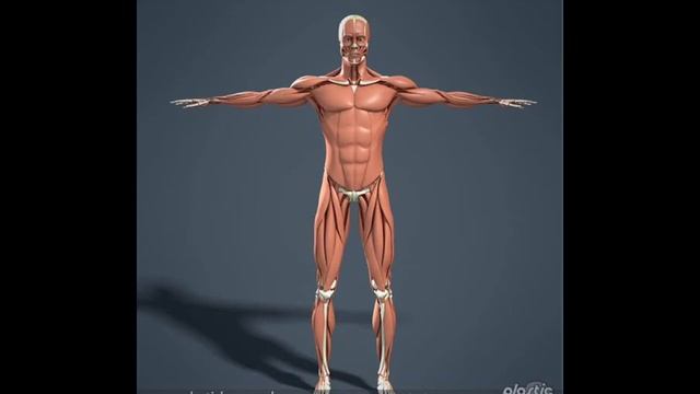 What is Axis? | Anatomy and Kinesiology | by Sajjad Raza смотреть онлайн