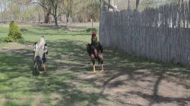 O Shamo смотреть онлайн