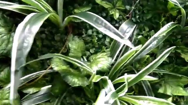 Фитостена из искусственных растений «Хлорофитум, герань плющевидная и фатсхедера» смотреть онлайн