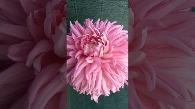 Хризантема крупноцветковая Bill Holden #хризантема #chrysanthemum смотреть онлайн