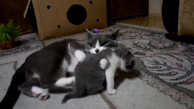 Получил люлей))) смотреть онлайн