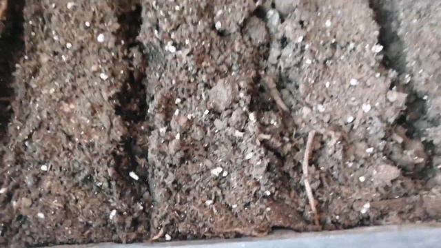 Сію перець,пампасну траву. Невідомий сухоцвіт? 🤔 смотреть онлайн