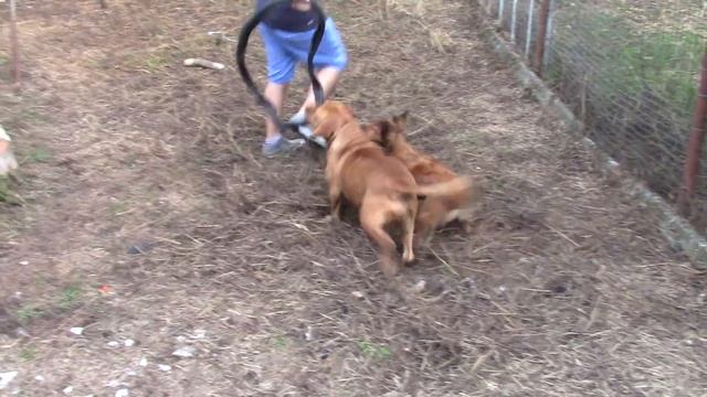Playing with American Pit Bull Terrier смотреть онлайн