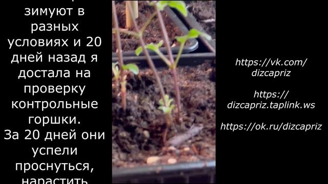 Саженцы клематисов #клематисы #лилейники #ирисы смотреть онлайн