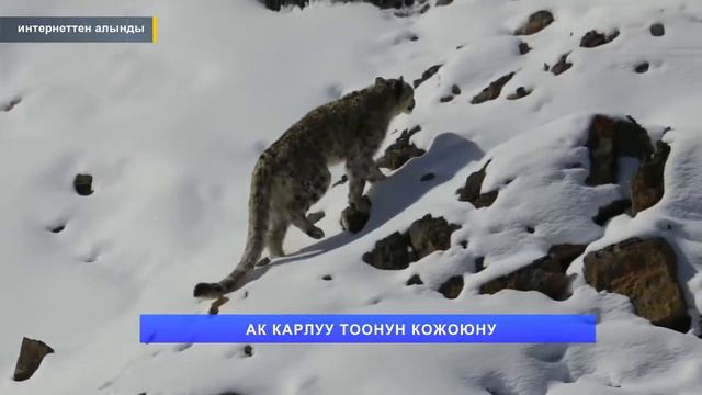 НТК: АК ИЛБИРС КӨРСӨҢ АТПАГЫН... смотреть онлайн