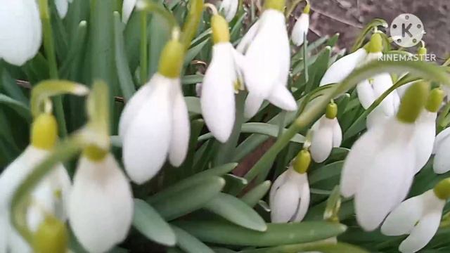 КЛИП НА ПЕСНЮ "ДЕВОЧКА-ВЕСНА"///"SHAMAN"///"ФАНТАСТИЧЕСКИЙ КОТ"/// смотреть онлайн