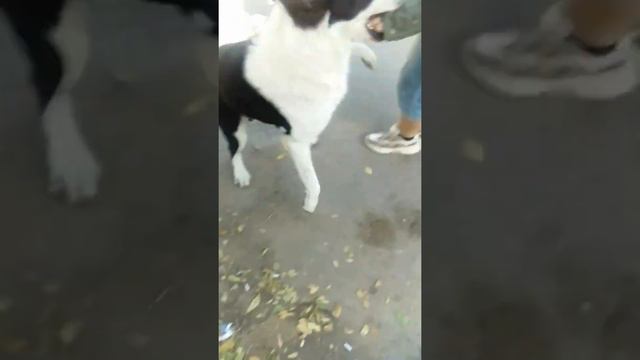 Алабай не нужен? Отдадим в хорошие руки бездомыша! смотреть онлайн