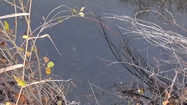 ЖИЗНЬ В ДЕРЕВНЕ /  Наши будни / @chernichnyihutor@user-qd4xi8sv5b @vitalsonik