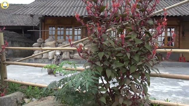 freelancelifestyle ru Vietnam 489 8 Sapa Private Trekking смотреть онлайн