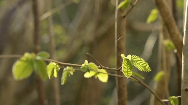 MACRO PHOTOGRAPHY IN THE FOREST | Spring flowers смотреть онлайн