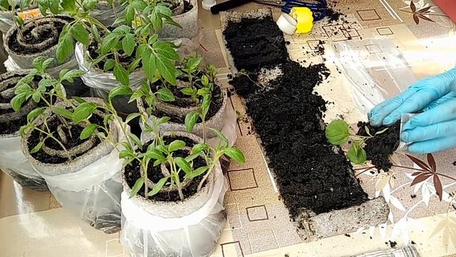 ТОМАТЫ, БАКЛАЖАНЫ, ПЕРЦЫ. Пикировка рассады в пеленки. смотреть онлайн