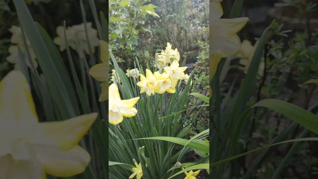 Просто дача ! Май ... смотреть онлайн