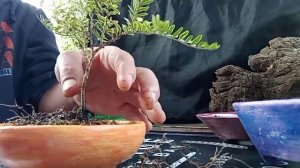 Жимолость «блестящая».Накладка проволоки, пересадка.