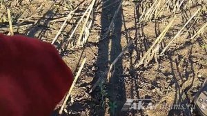 АКА Интроник СТФ на мусоре