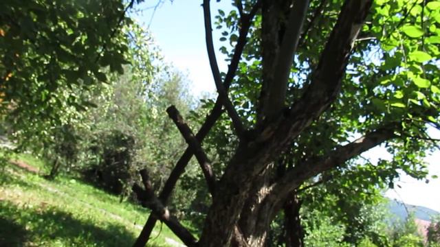 Увядание астр... смотреть онлайн