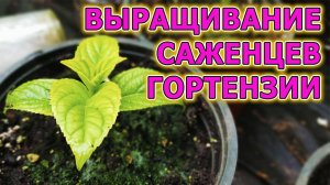 Как выращивать саженцы гортензии. Размножение гортензии черенками летом. Как размножить гортензию.
