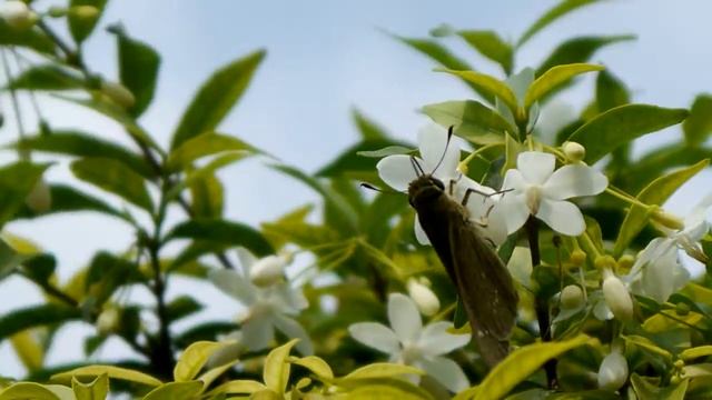Borbo cinnara cinnara - Saigon 02.2018 - VIETNAM смотреть онлайн