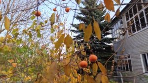 Хурма сорт Россиянка.Радость или разочарование .Сравнение двух одинаковых деревьев по урожайности.