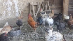 Бой петухов брама против простого