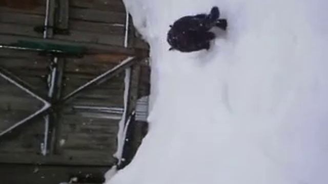 Черный Черт-Черныш))