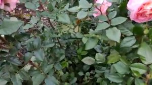 Розы Августа Луиза, Рен Саммю, Рене Госинни от Елены Иващенко