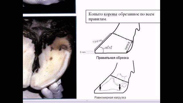 Обучение профилактической обрезке и лечению копыт на ферме