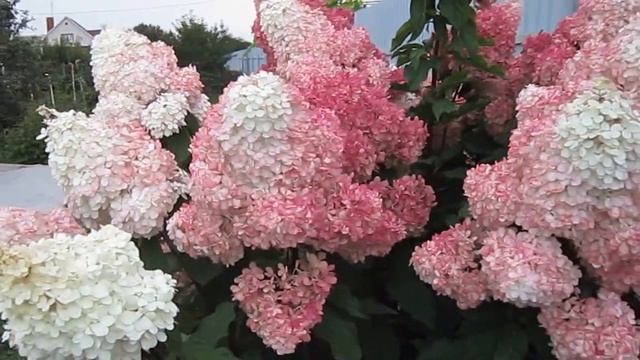 Гортензия Ванила фрайз