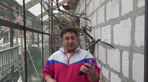 Фазаны прилетели из Франции. Не имей 100 рублей а имей 100 друзей.