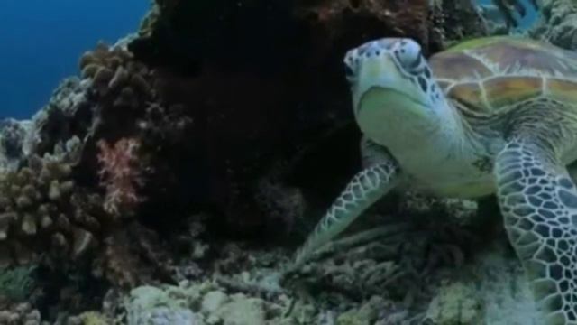 TEMPAT TEMPAT WISATA PANTAI / PULAU DI BERAU // KALIMANTAN TIMUR смотреть онлайн