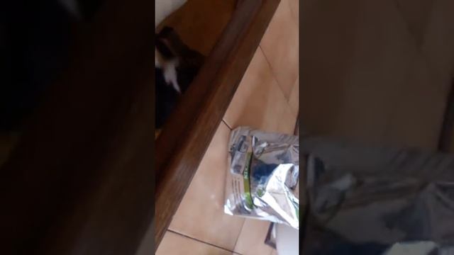 Что ест моя Собака? //Sony Mi// смотреть онлайн