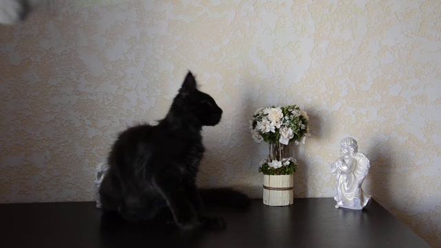 Черный солид питомник мейн кунов "Amerkun" Колумбо смотреть онлайн