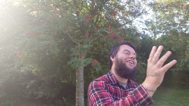 The Rowan Tree - Wild Food, Health Benefits & Mythology (Mountain Ash) смотреть онлайн