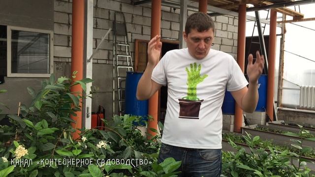 Как ухаживать за лимоном зимой смотреть онлайн