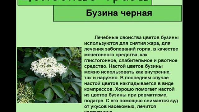 Бузина черная смотреть онлайн