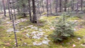 Сбор грибов в Тверской области/2021