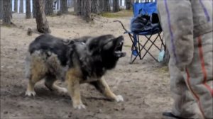 ВОЛК vs КАВКАЗКАЯ ОВЧАРКА ! КТО СИЛЬНЕЕ ?