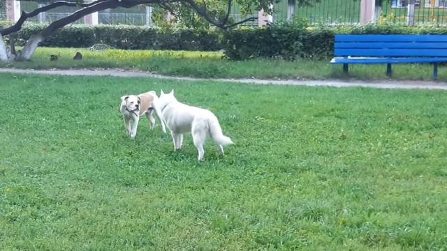 Бульдог МАХ и Лайка смотреть онлайн