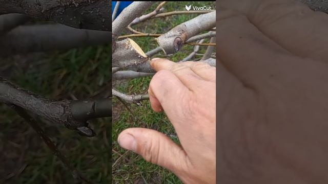 Создать из 5ти-летней груши 2х-сортовое Дерево.? смотреть онлайн