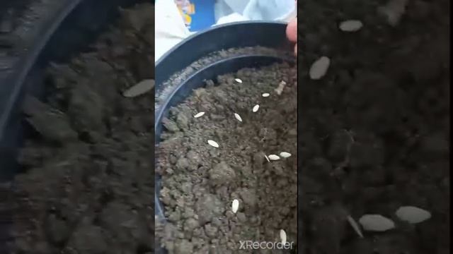 КАК ПОСАДИТЬ ЗИМОЙ ОГУРЦЫ И МОРКОВКУ И ПОМИДОР ЧЕРРИ смотреть онлайн