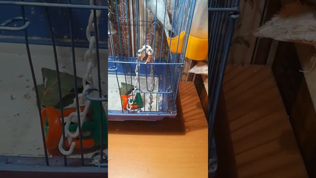 10 12 пробует скзаать птичка, бегает по клетке смотреть онлайн