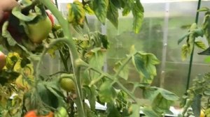 ? Томат F1 Семко 2010| Навязывать не буду, выводы делайте сами